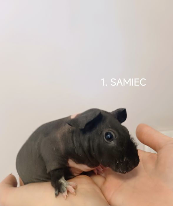 Świnki morskie skinny, SAMCE