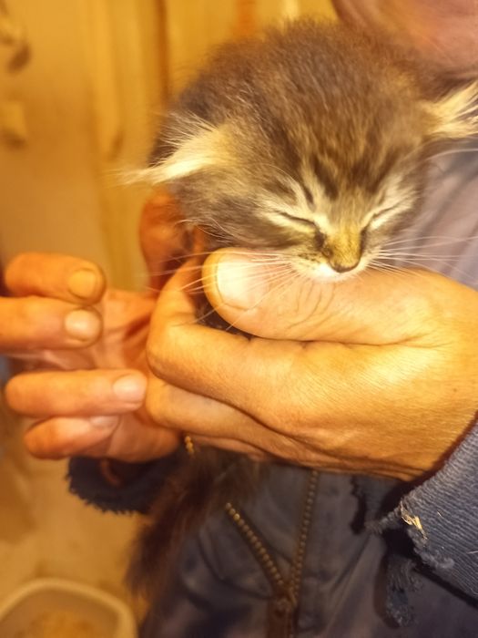 Котята скоттиш фолд