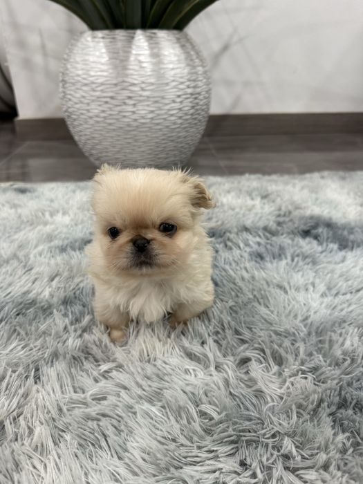 Pequinês/ Pequinoi miniatura