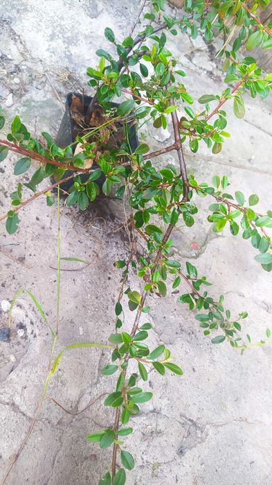 irga płożąca doniczka P9