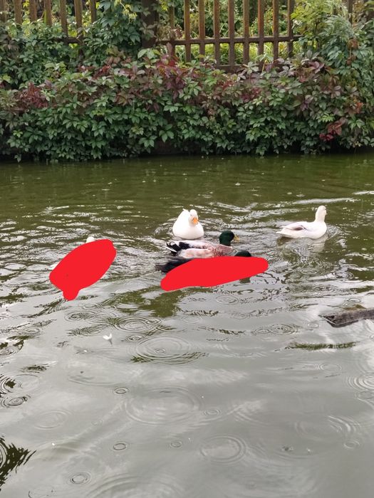 Kaczki call duck kanadyjki