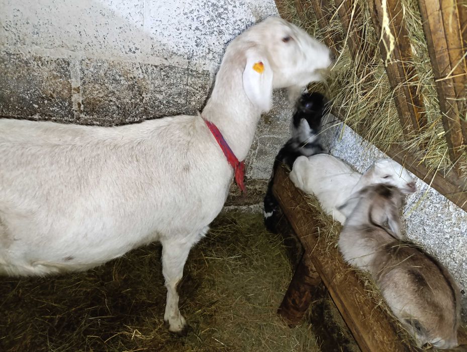 Kozki szukaja nowego stada