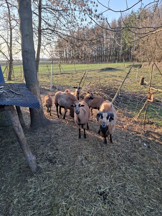Sprzedam owce kamerunskie