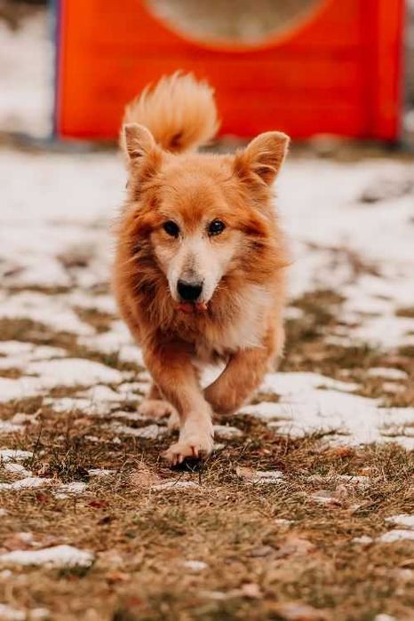 Świat nie był dla Trufla łaskawy... Czy to się zmieni? Adoptujesz?