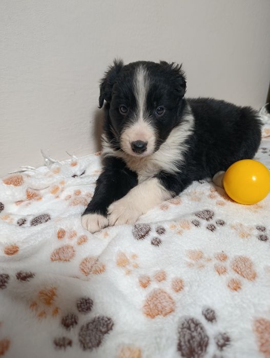 Piesek Border collie