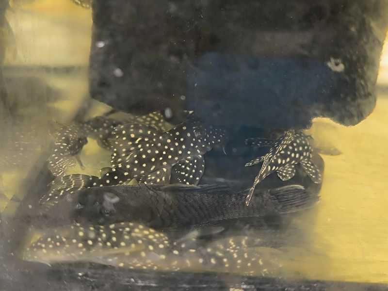 Hypancistrus Inspector L102