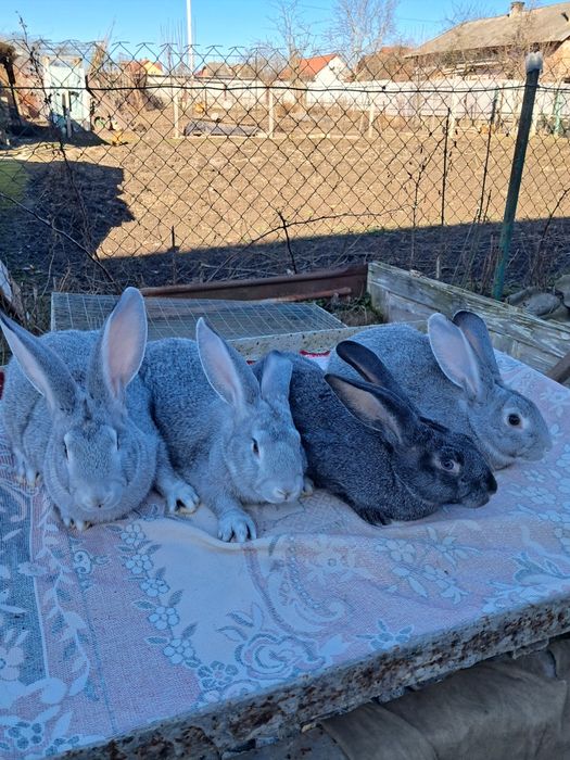 Термонська біла. Чиста лінія. Провакциновані та пропоєні.