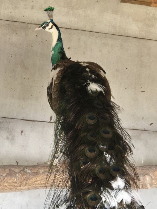 Paw Szmaragdowy szek