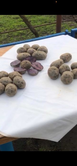 Насінева Картопля Солоха