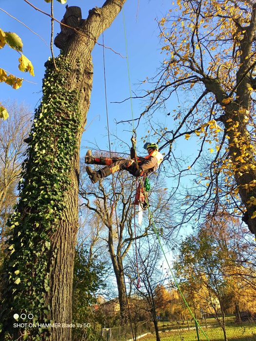 WYCINKA DRZEW - Pielęgnacja - Drwal - Arborysta - Alpinista