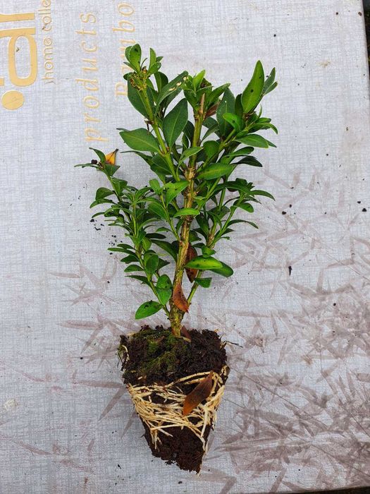 Кипарисовики живці 10см, П9