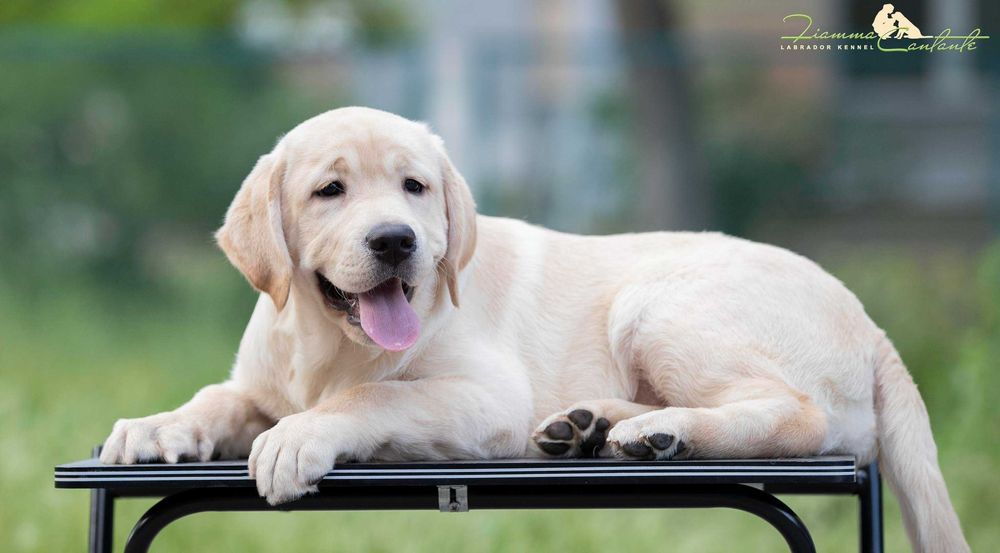 Гарно виховане цуценя лабрадора