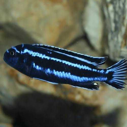 Melanochromis Maingano