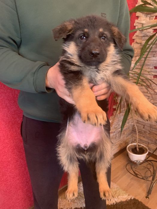 Продам щенят Німецькоі вівчарки