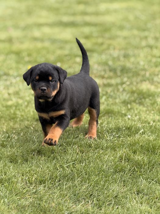 Rottweiler - piękny szczeniak - suka (samica)