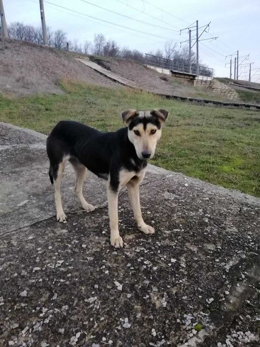 Метис хаскі, молода стерилізована собака