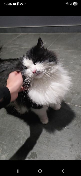 Гарна пухнаста киця в добрі руки