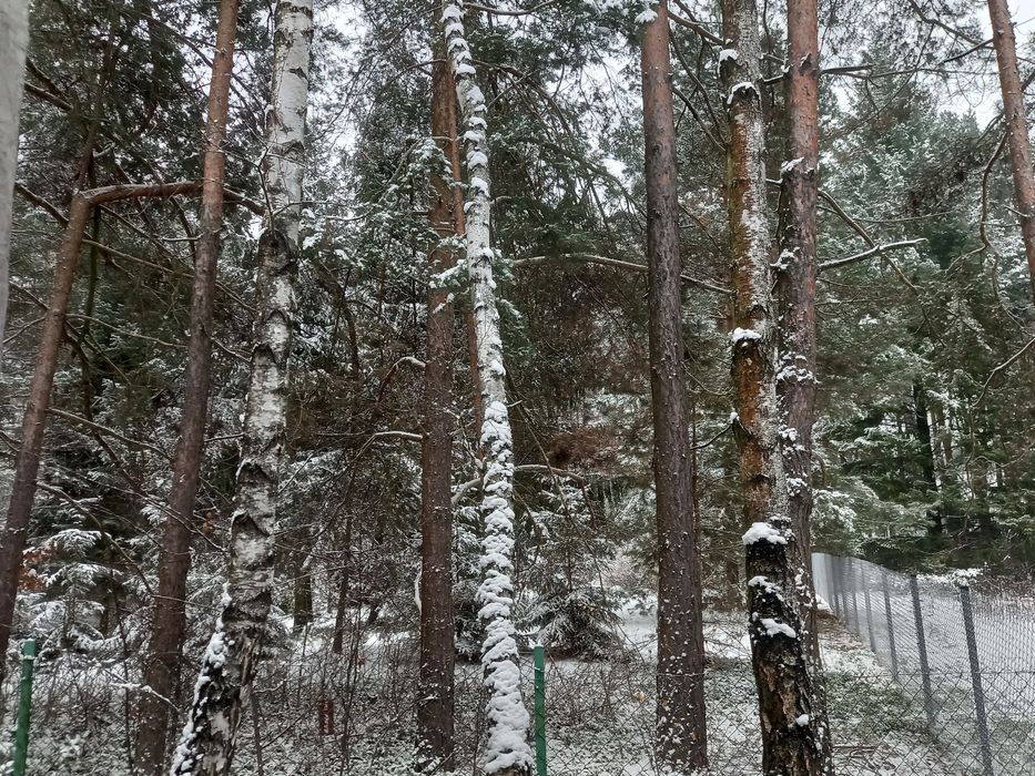 noclegi leśny domek