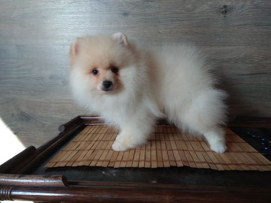 Шпіц померанський