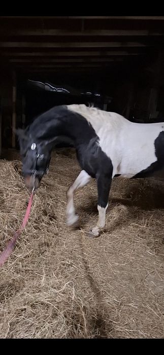 Ogier srokaty 3 lata