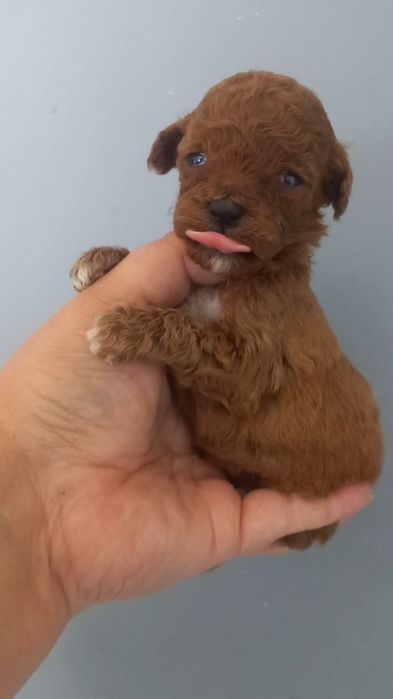 Девчушка пуделюшка