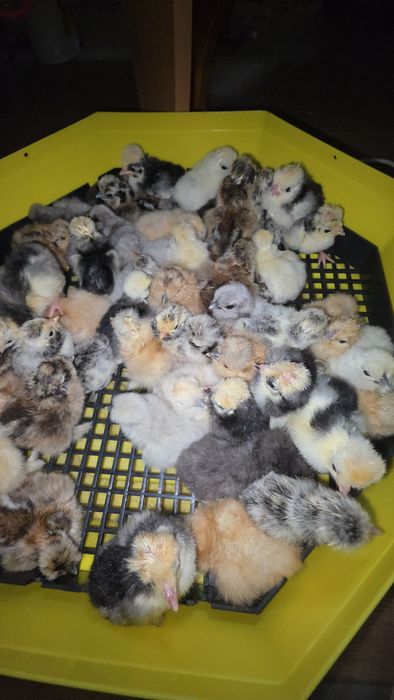 Kurczaki silki i białoczuby