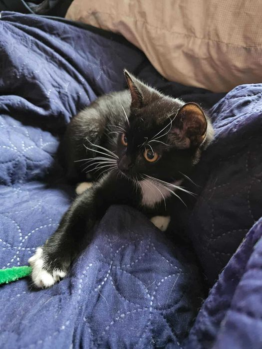 Cola i Whiskey śliczne kotki do adopcji