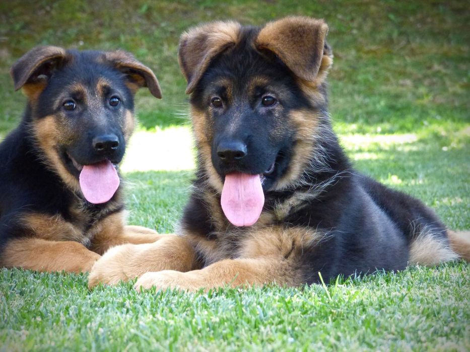 Cachorros pastor alemao