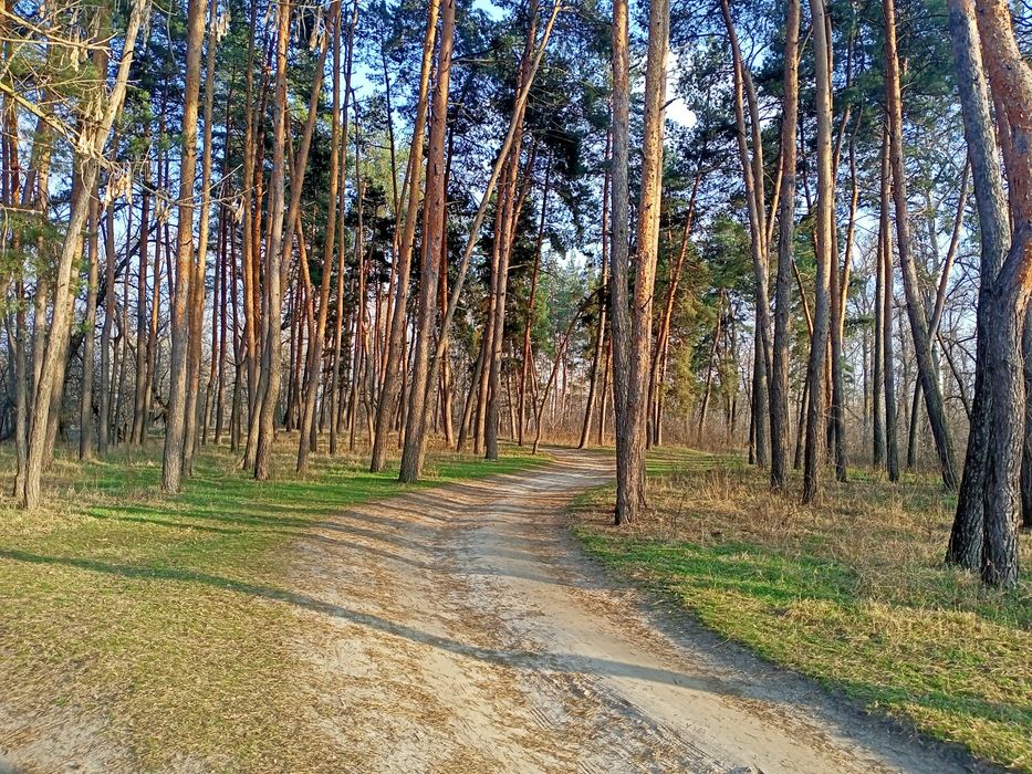 Подобово садиба біля Ворскли та лісу в Нових Санжарах