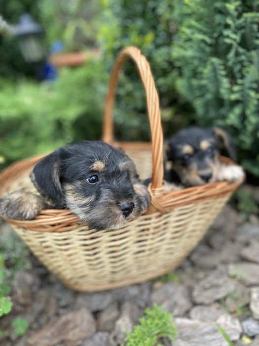 Цуценята цвергшнауцера