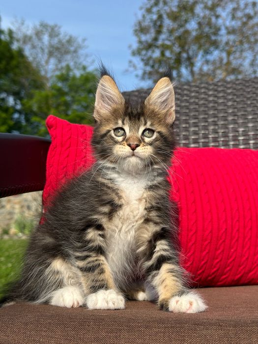 Severin-Kocurek Maine Coon