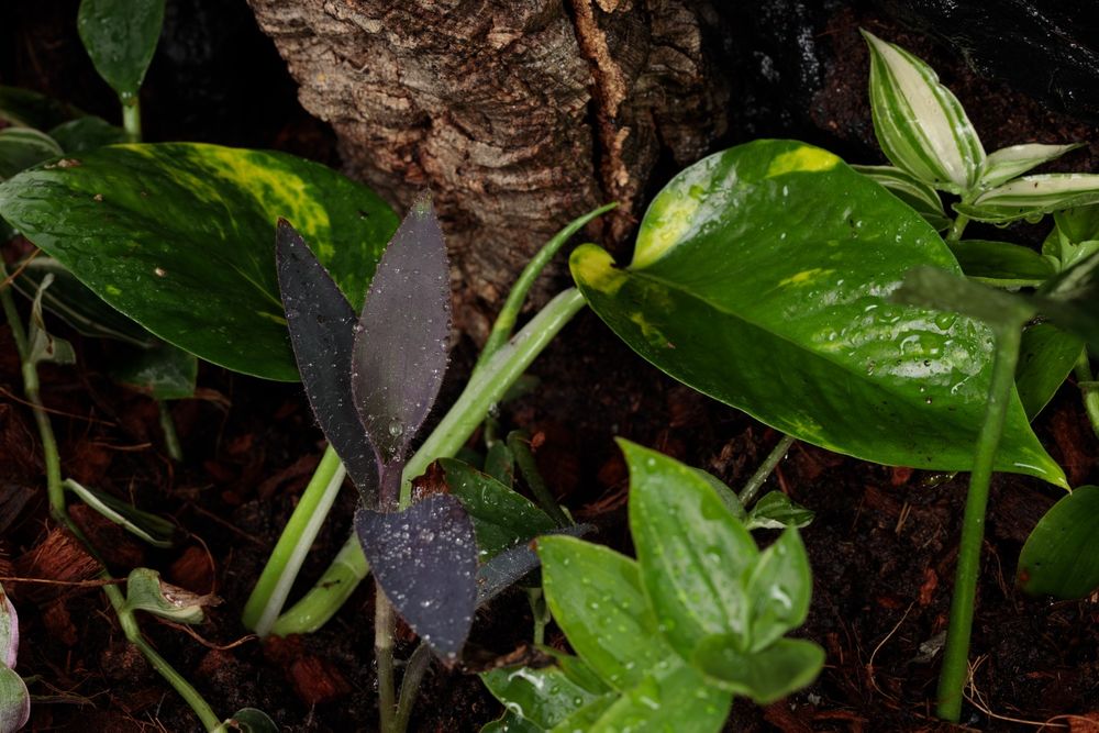 Terrarium gekon paludarium vivarium