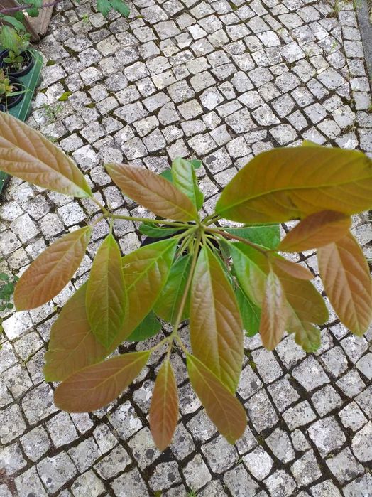 Abacateriro  variedade Haas