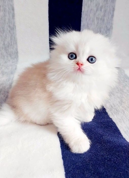 Висловухий хлопчик Срібний шиншила