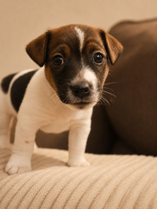 Piesek Jack Russell Terrier