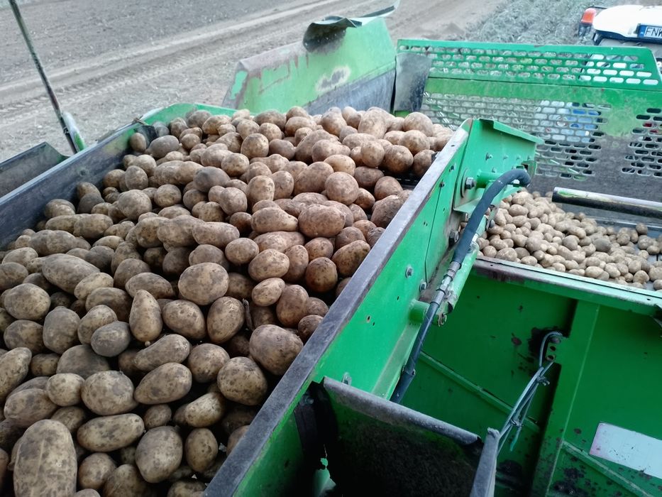 Kombajn dwurzędowy wuhlmaus 2733 Grimme Dr AVR nie Ropa ziemniaczany