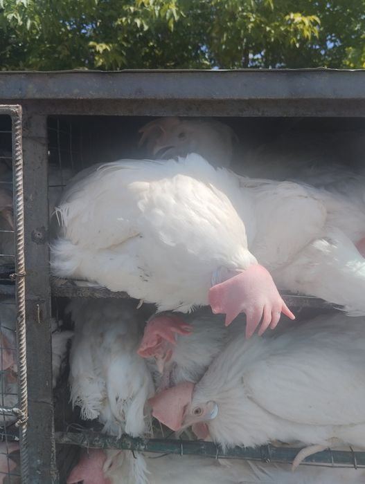 Продаємо кури яєчного напрямку