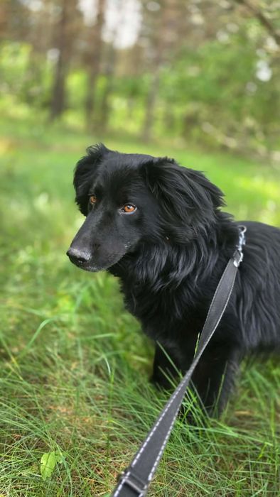 Nemo wulkan energii do adopcji