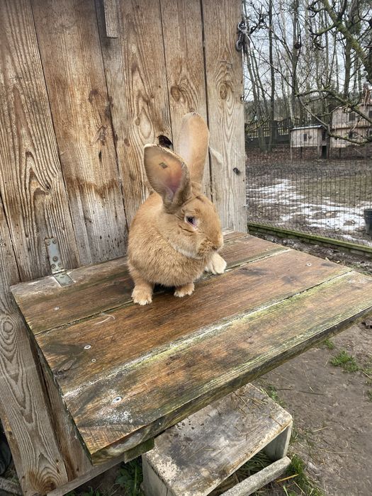 Belgijski olbrzym żółty