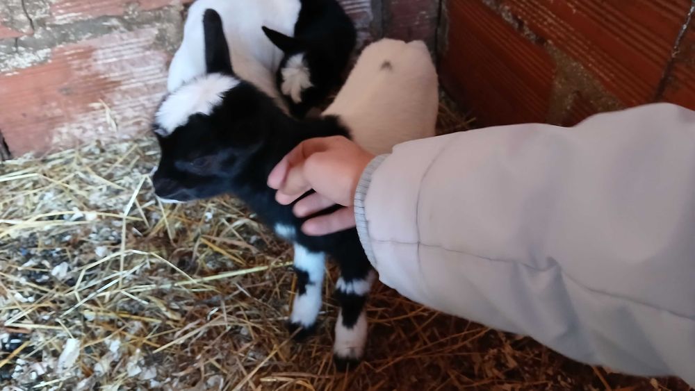 Cabras anãs muito meigas