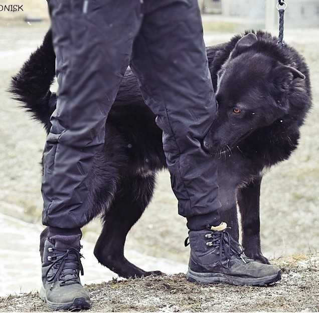 Murin - idealny pies w typie czarnego owczarka niemieckiego