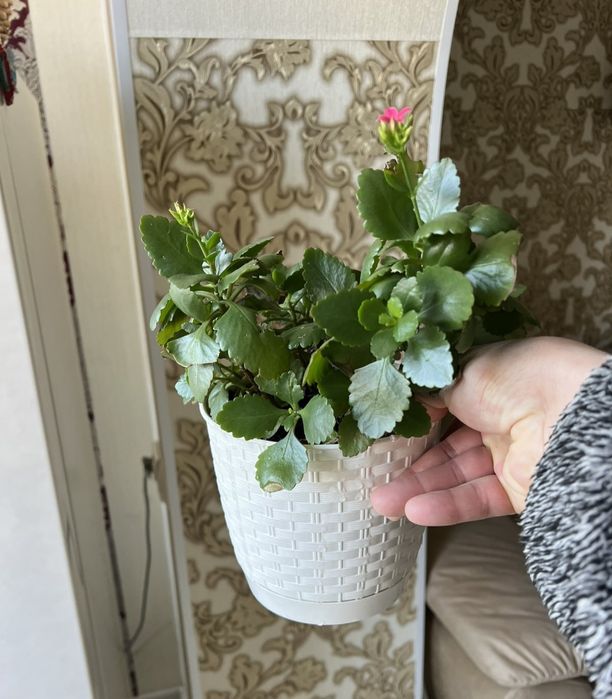 Каланхое Блоссфельда (Kalanchoe blossfeldiana)