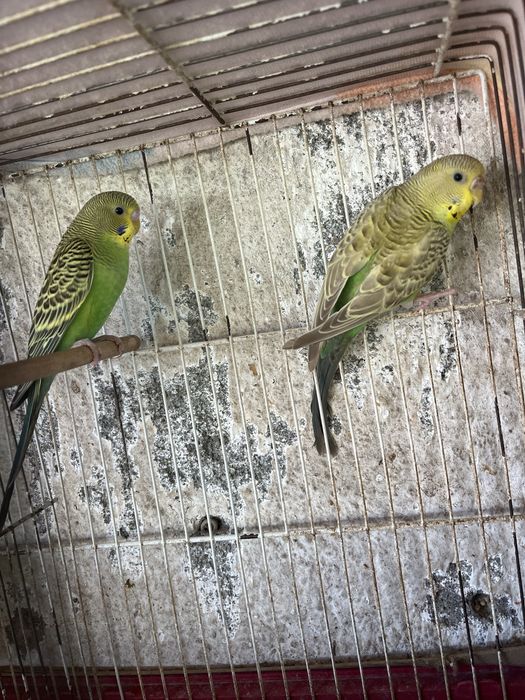 Casal piriquitos verdes