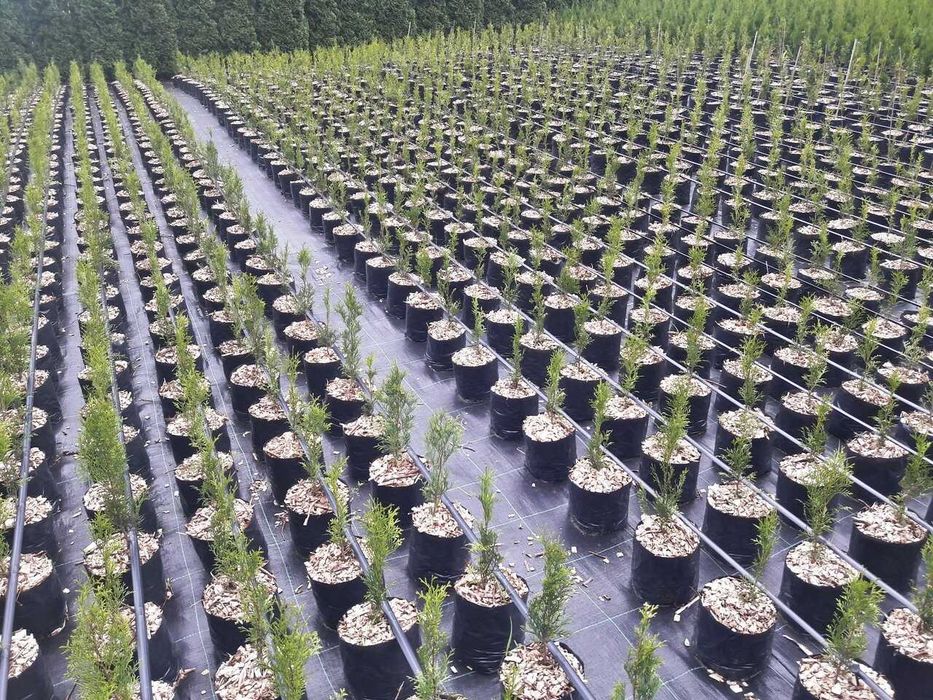 Thuja Tuja Szmaragd 90-140 cm donica 5 l SUPER JAKOŚĆ