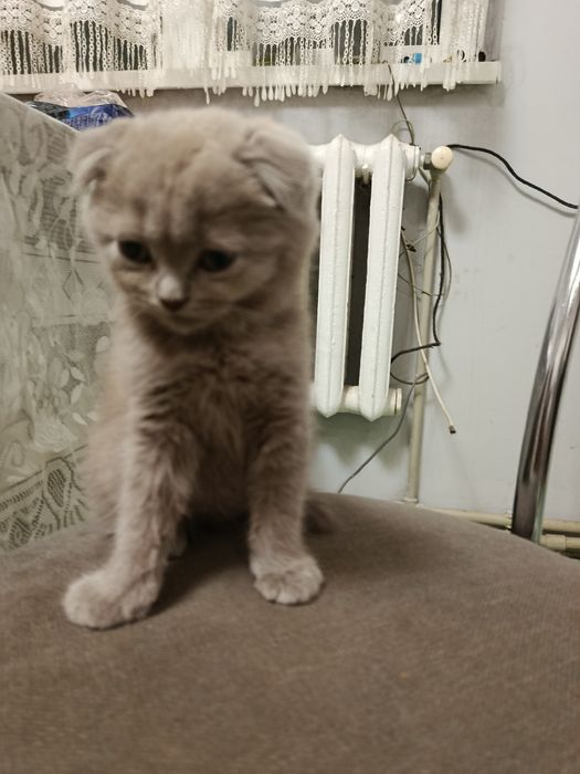 Шукає родину висловухий хлопчикик