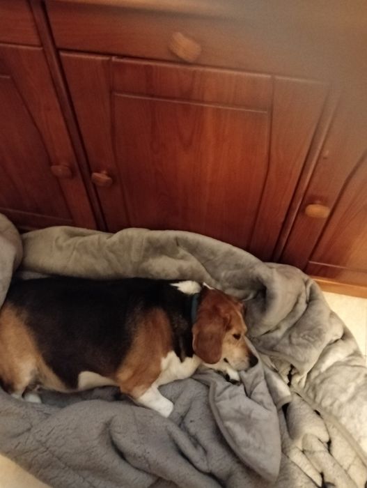 Dou cão meigo carinhoso de seis anos
