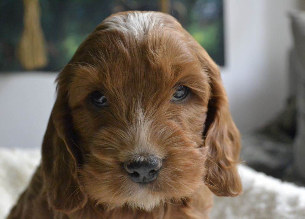Cockapoo piesek KORAL