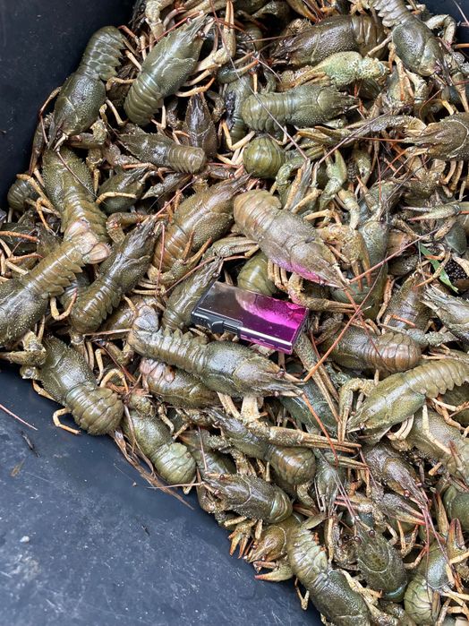 Продам живі раки