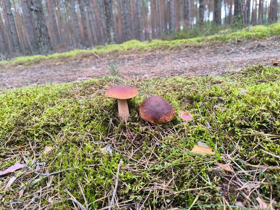 Domek w Borach Tucholskich