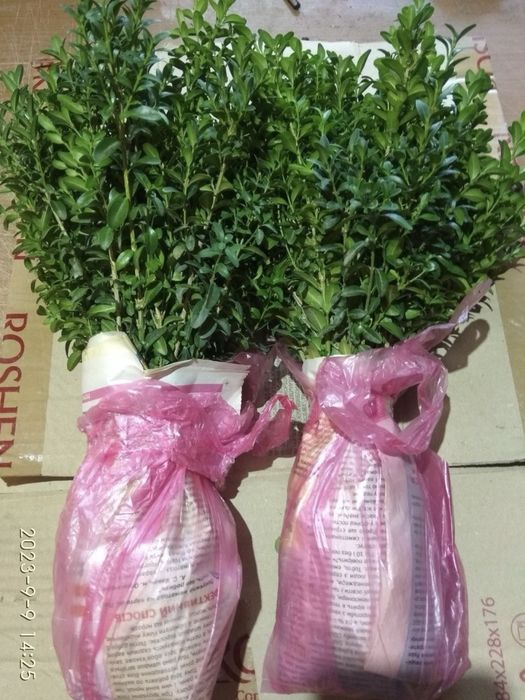 Самшит, 3х річні садженці.